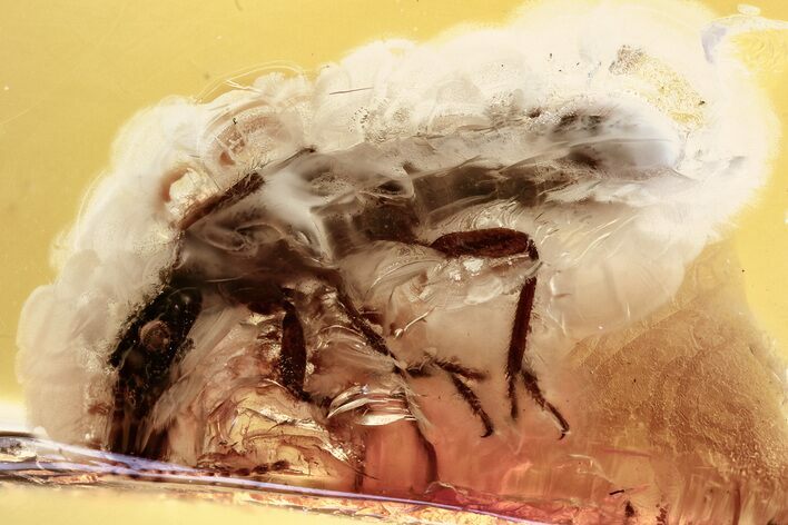 Detailed Fossil Termite (Isoptera) In Baltic Amber #357818